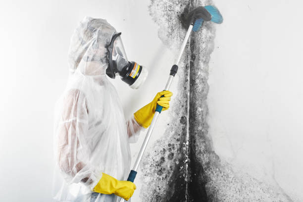 Best Attic Mold Removal  in Keansburg, NJ