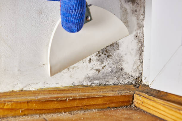 Best Biohazard Mold Removal  in Keansburg, NJ
